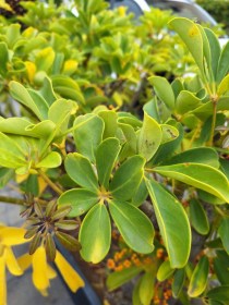 Kislevelű sugárarália - Heptapleurum arboricola, Heptapleurum arboricola syn. Schefflera arboricola, évelő, fásszárú